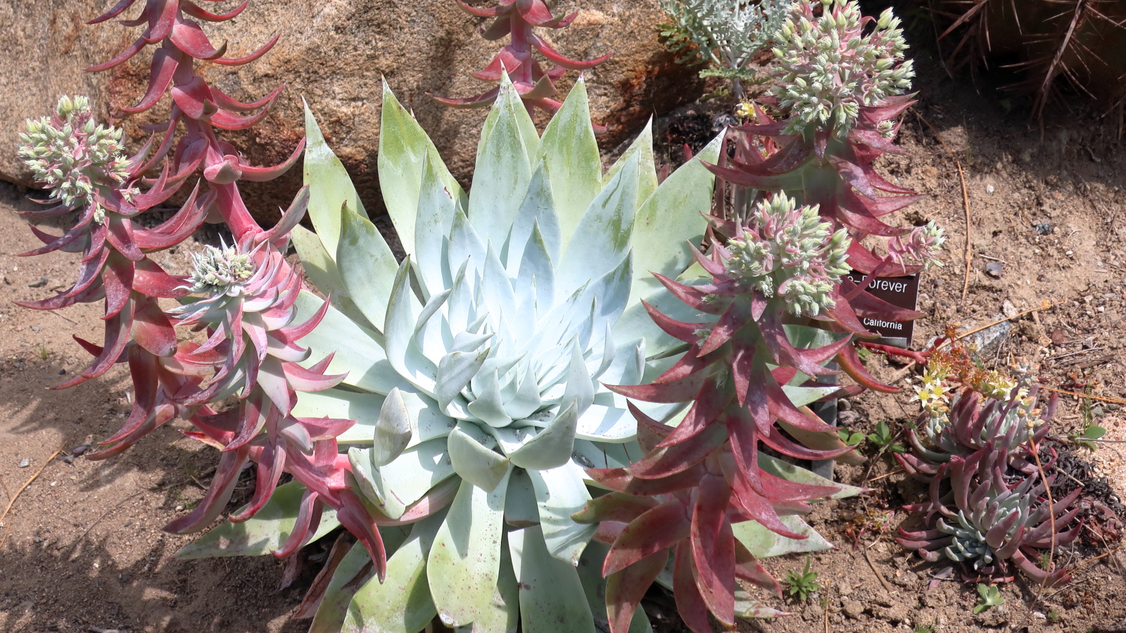 dudleya