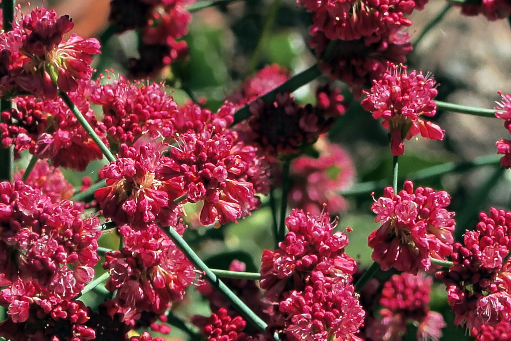 buckwheat