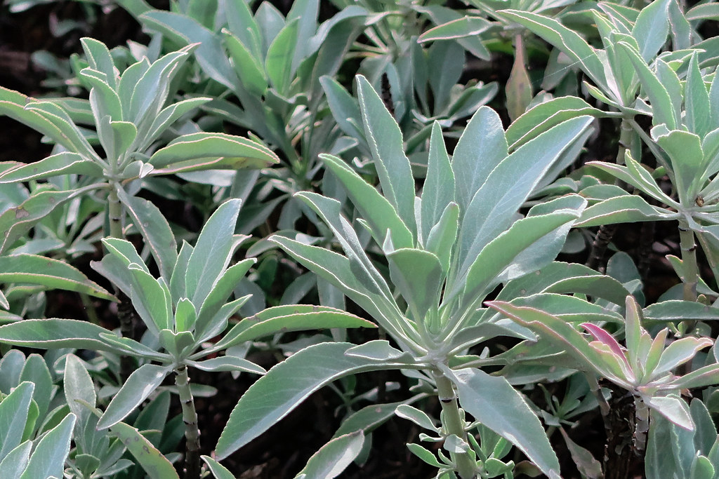White Sage