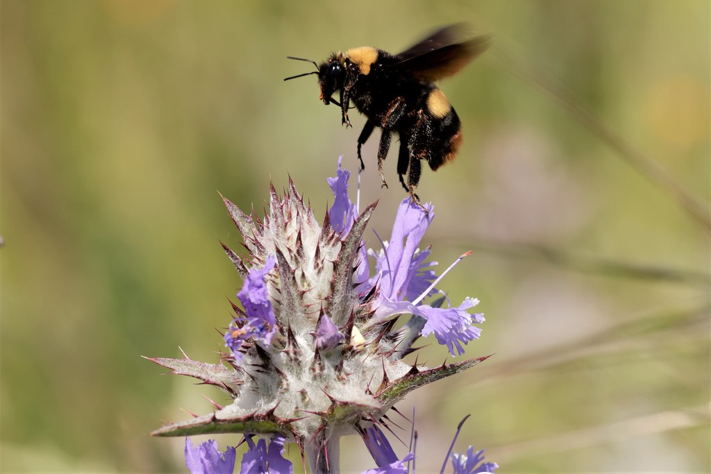 bee