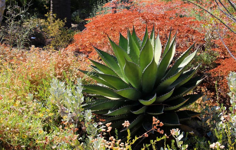 agave