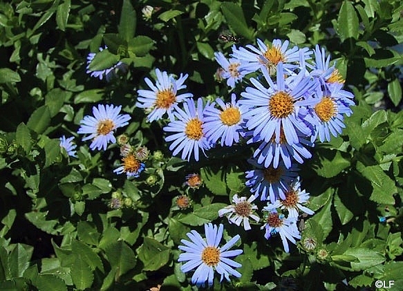 aster