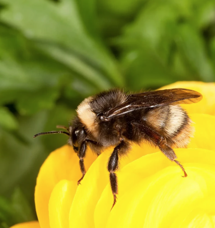 bee