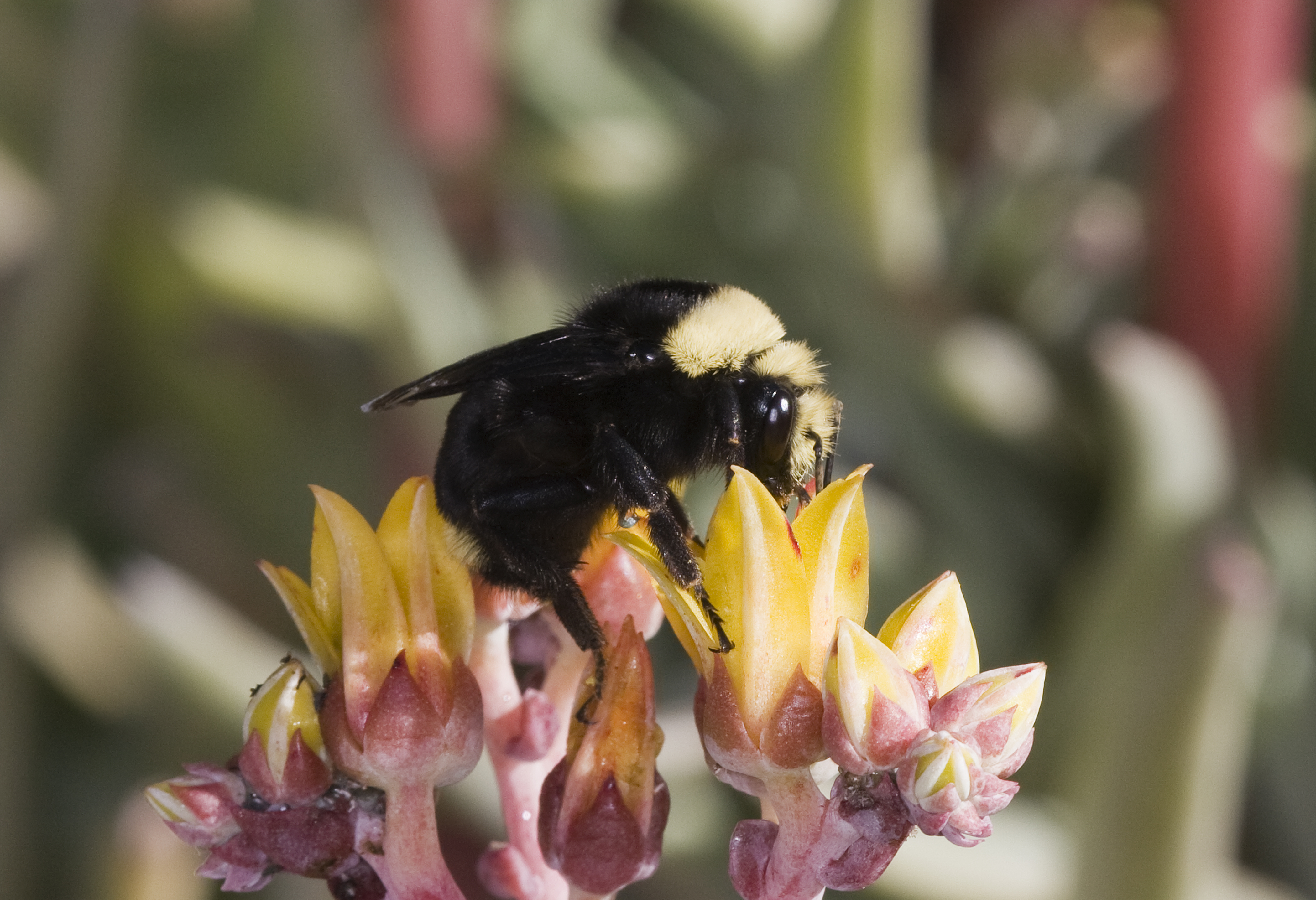 bee3