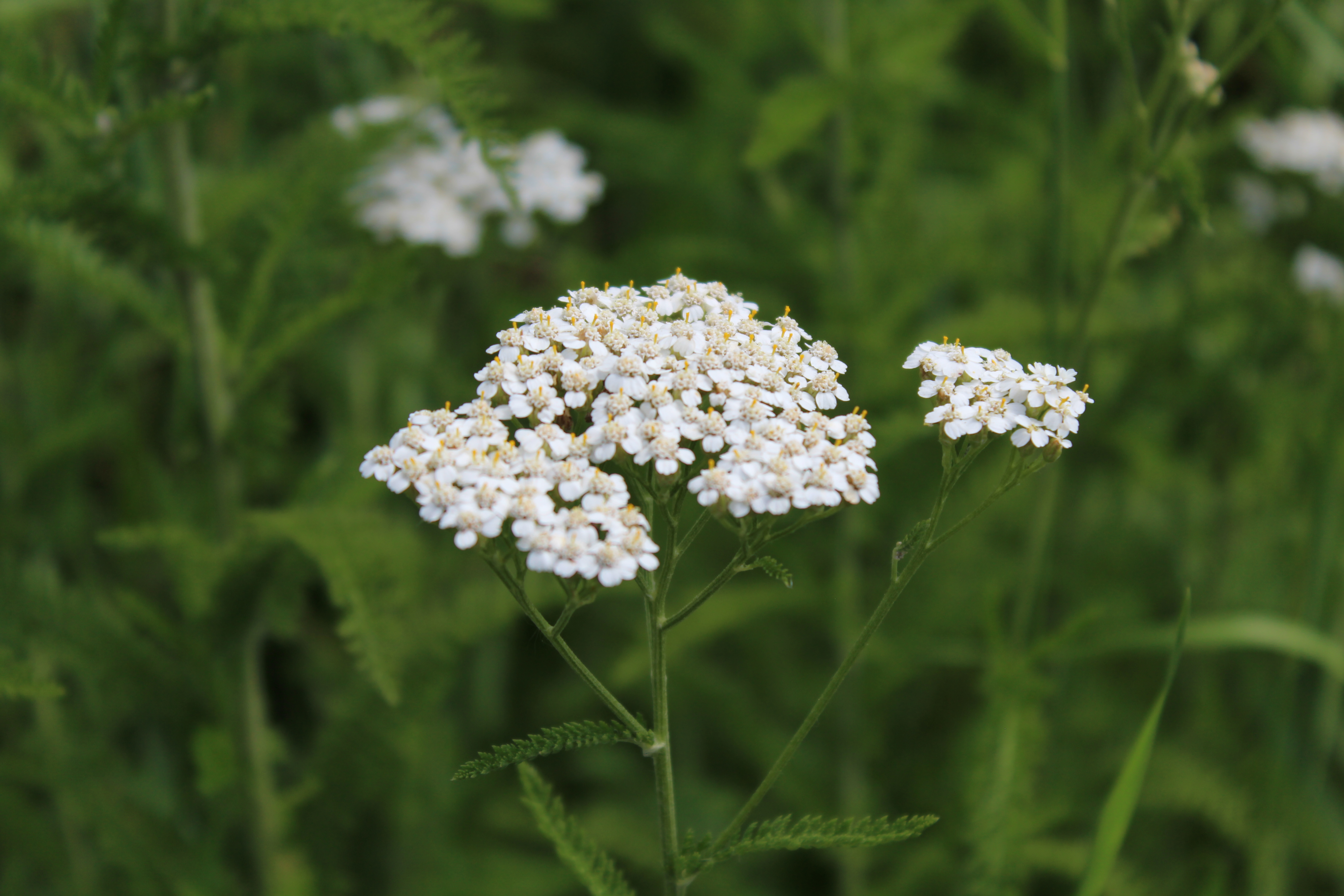 yarrow