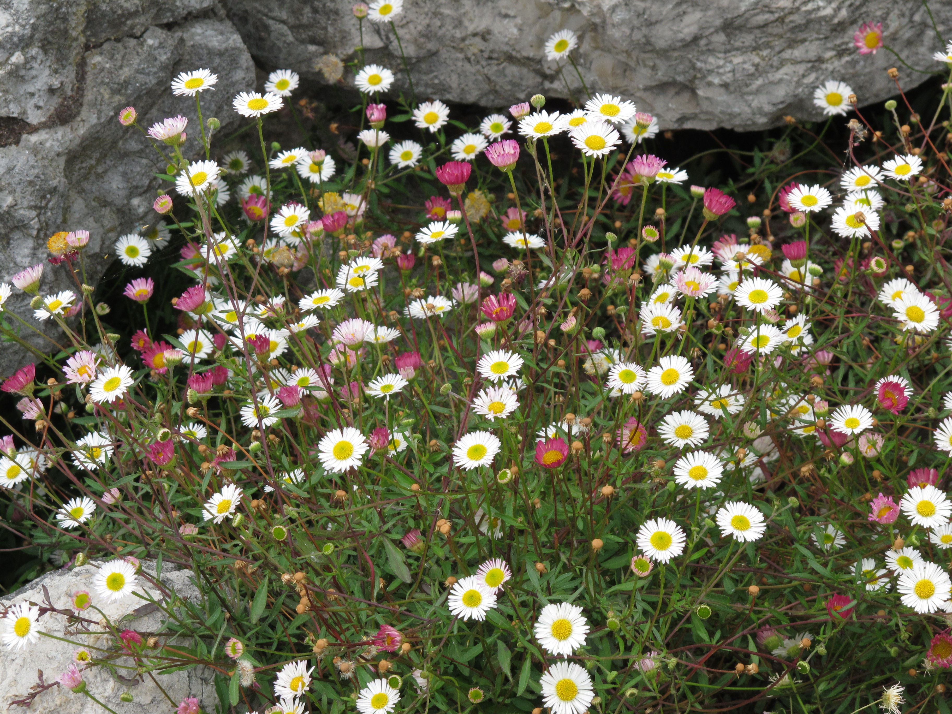 Santa barbara daisy