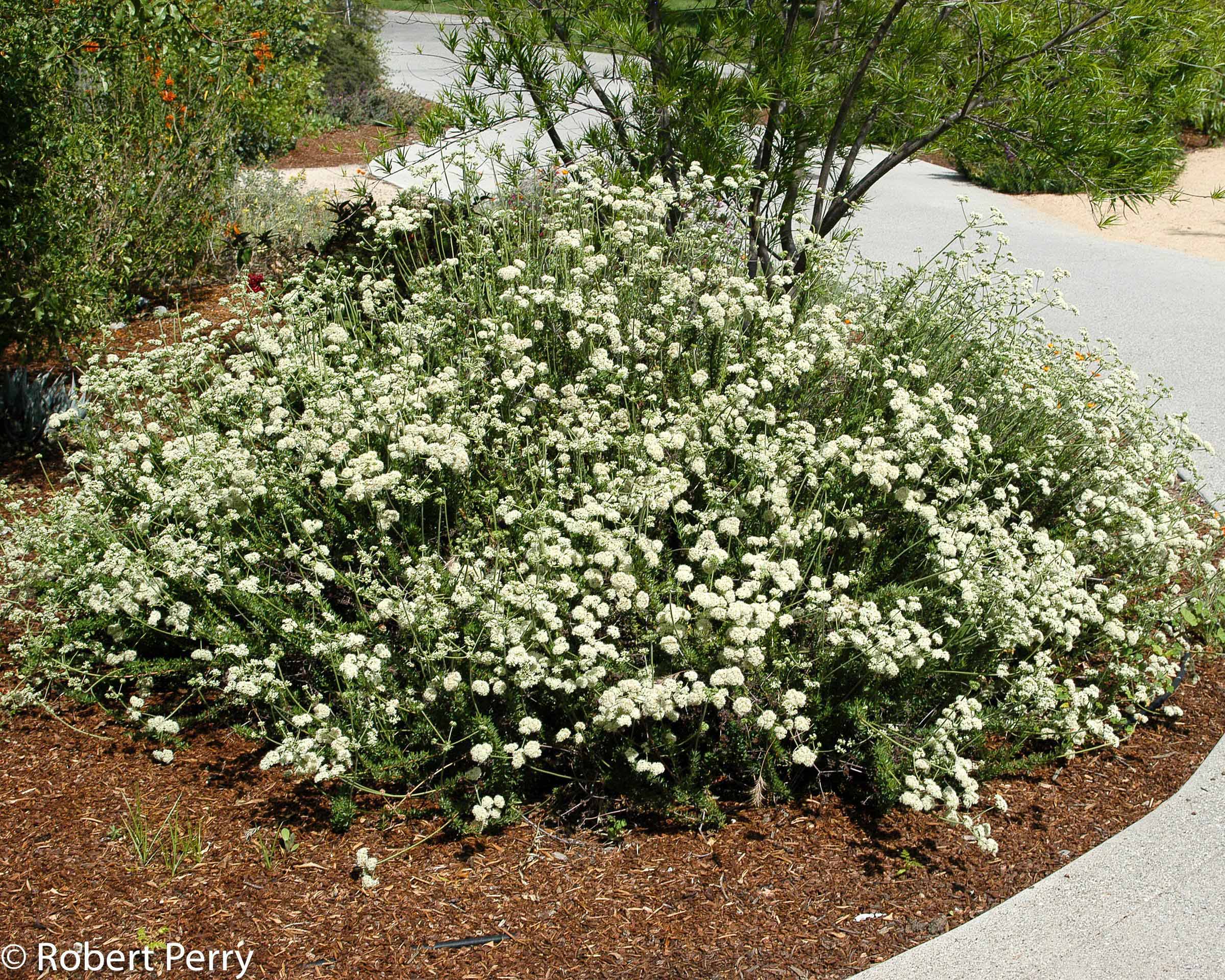 buckwheat