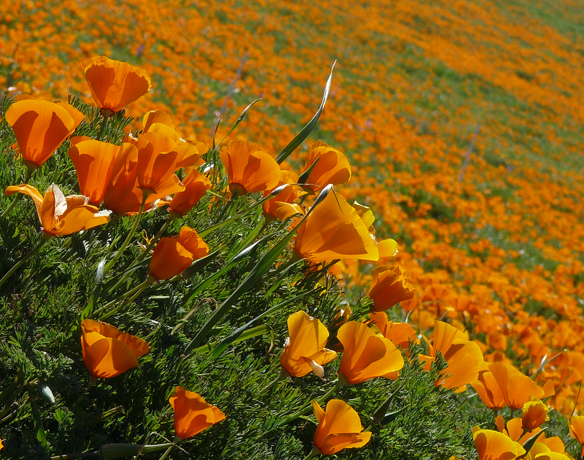 poppy
