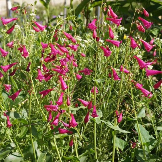 penstemon