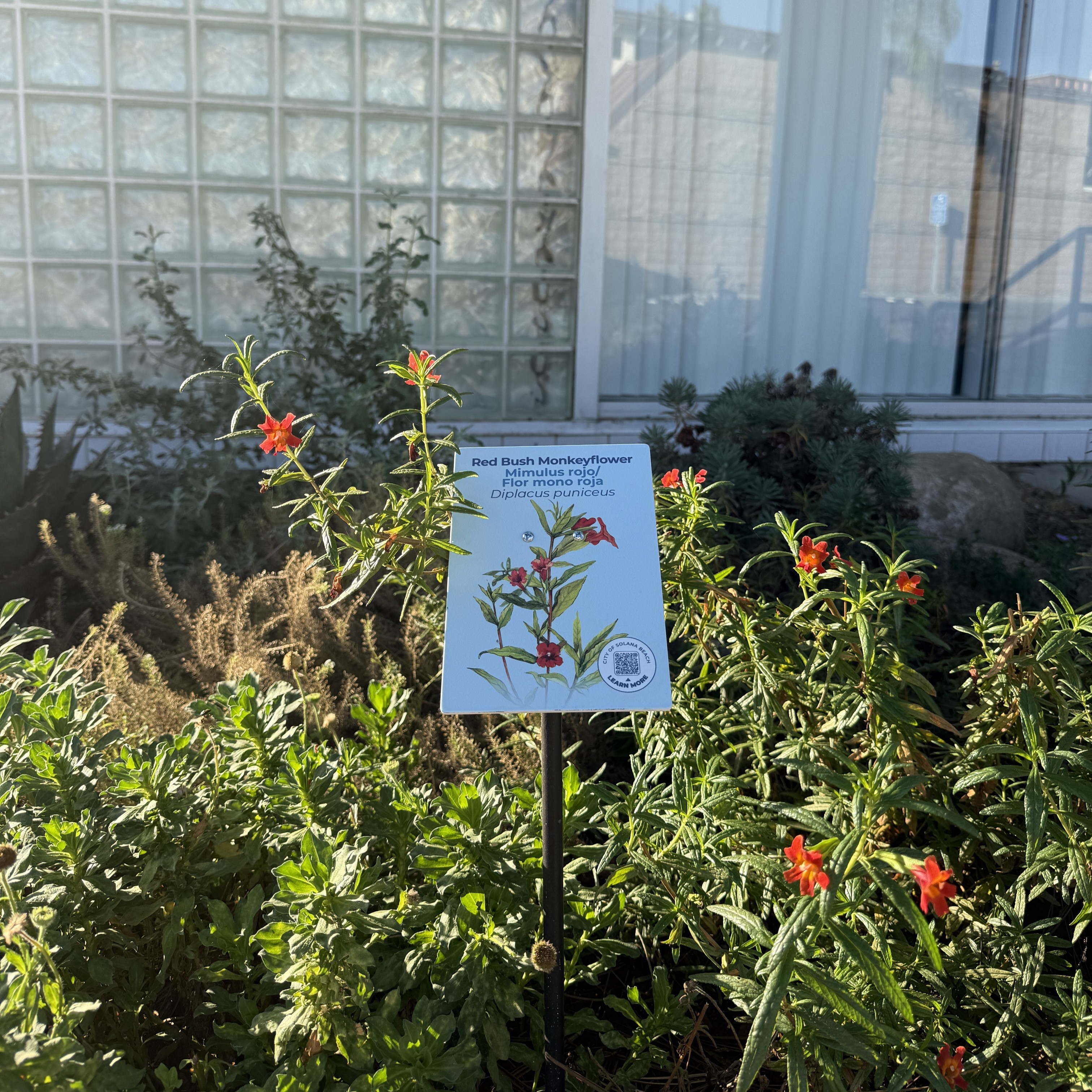 plant2
