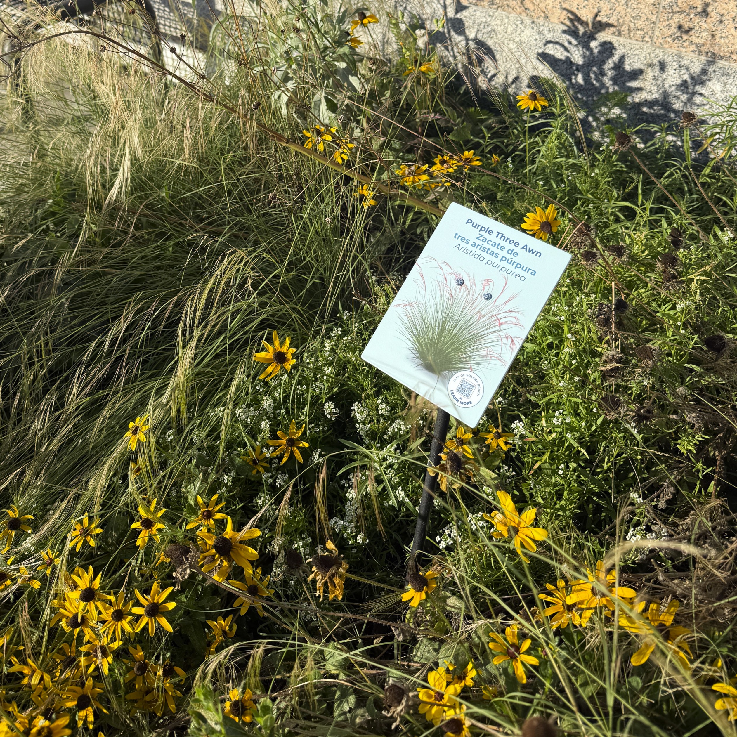 plant3