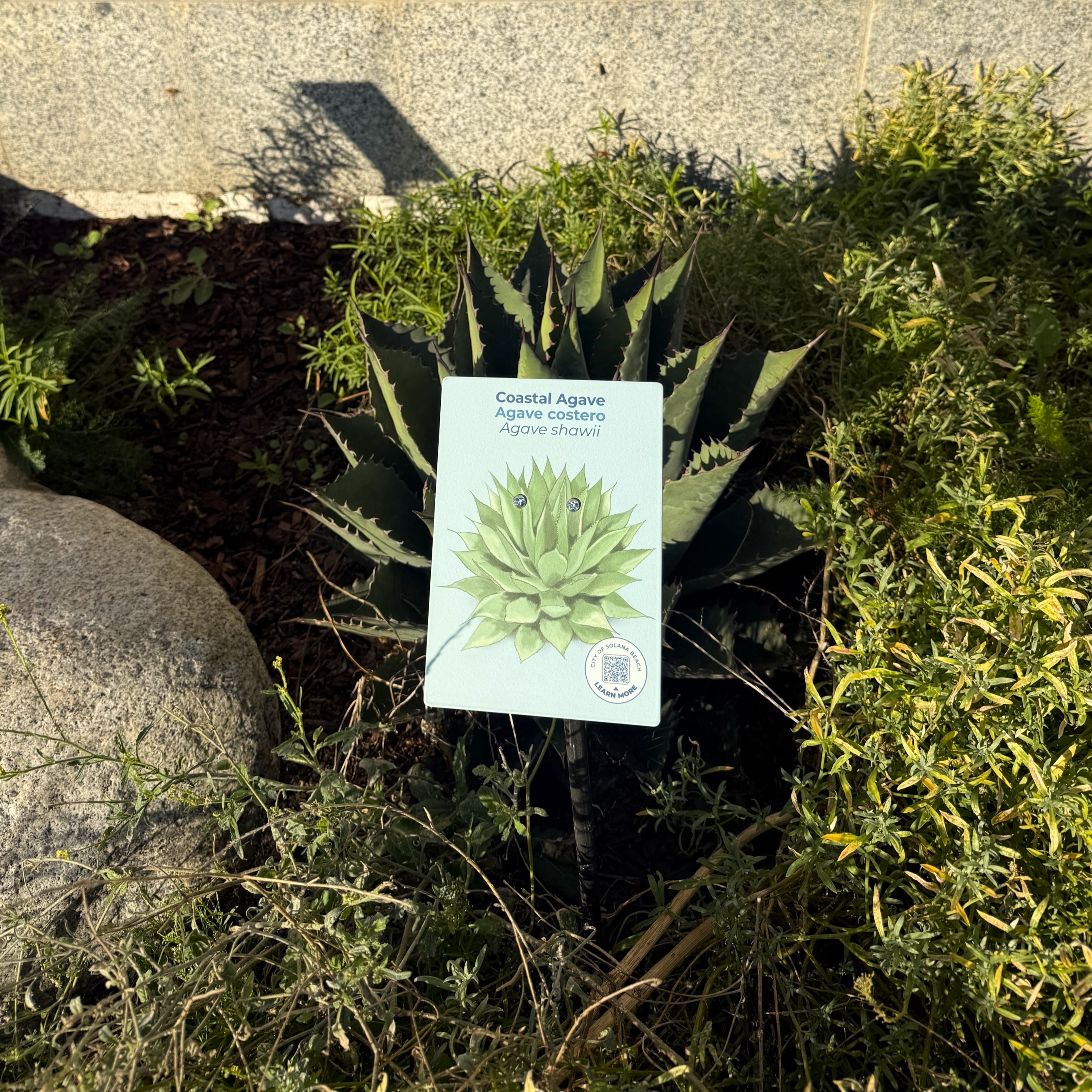 plant