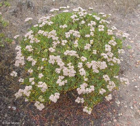 buckwheat