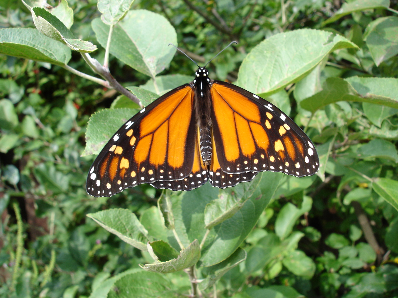 monarch