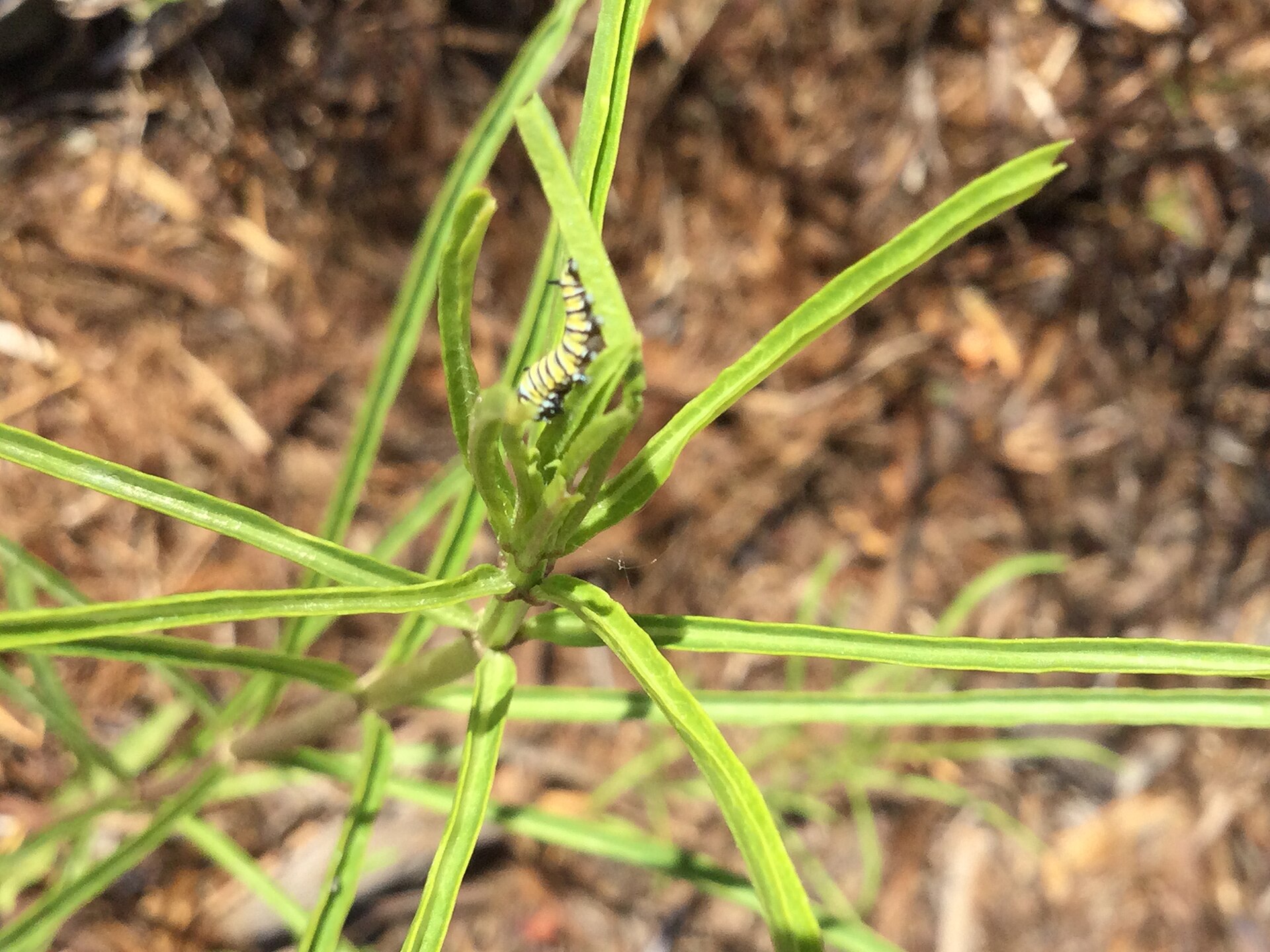 milkweed