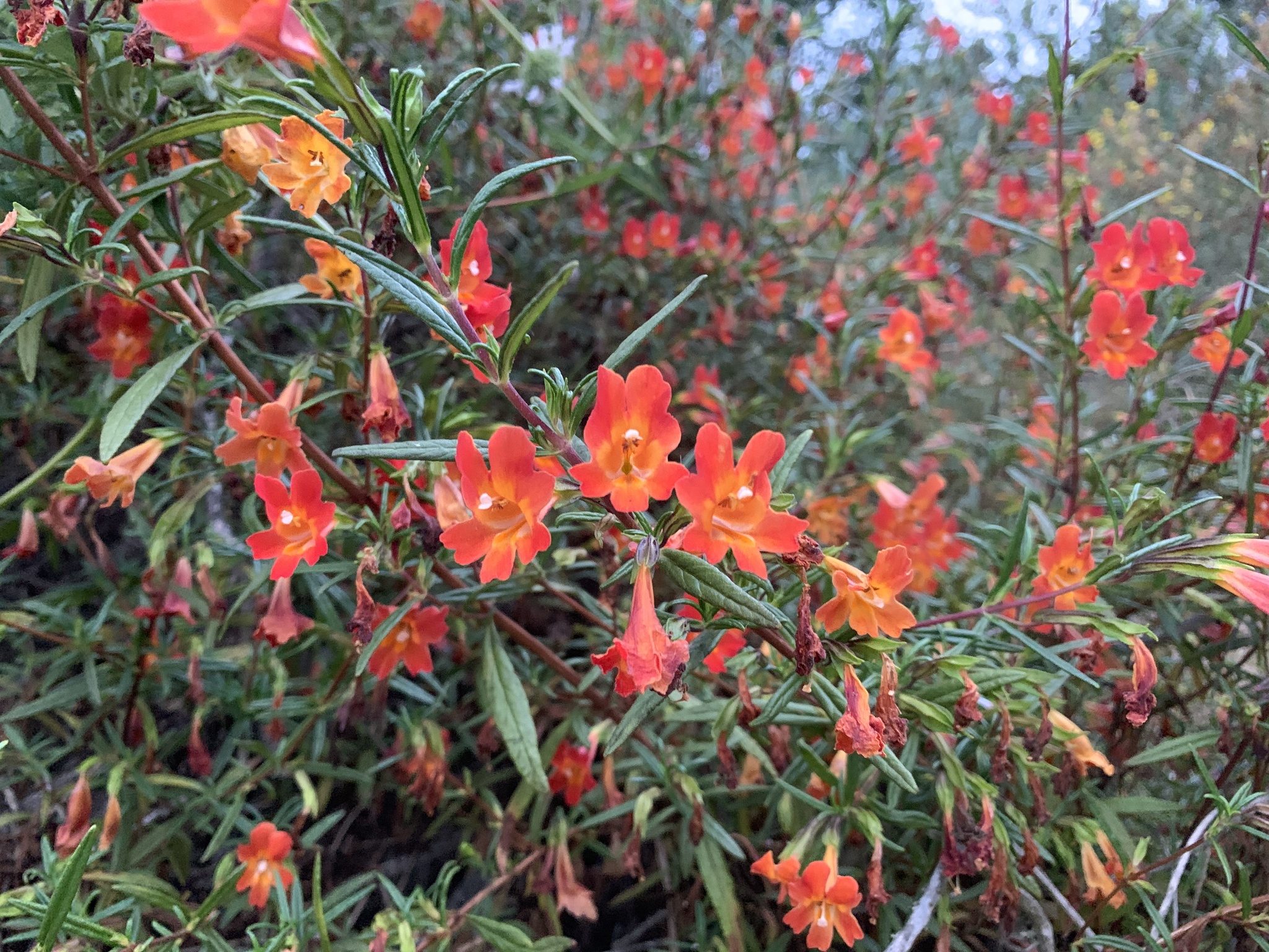 monkeyflower
