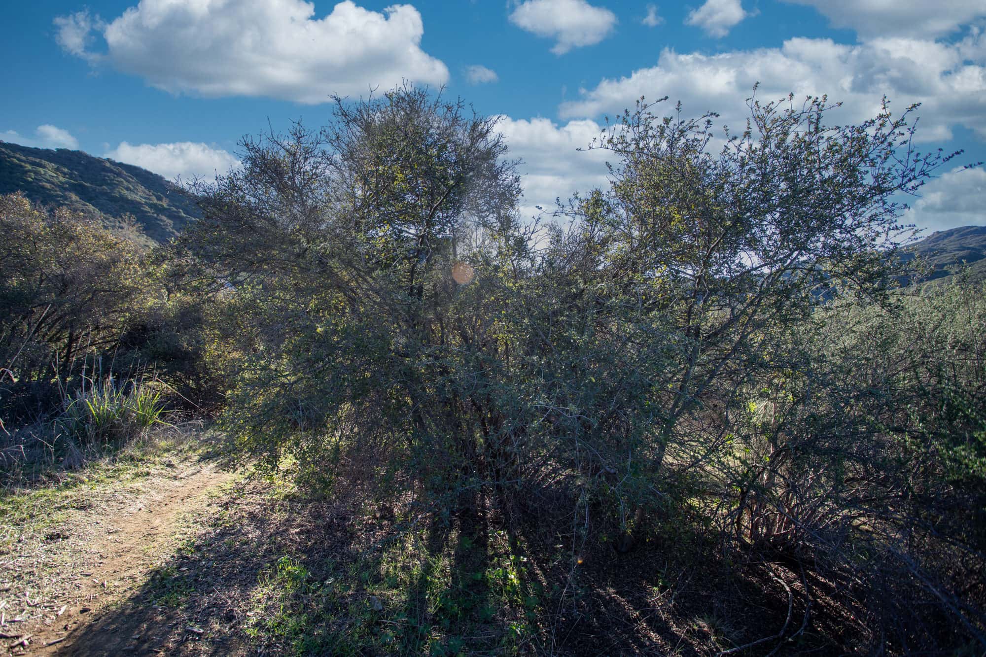 scrub oak