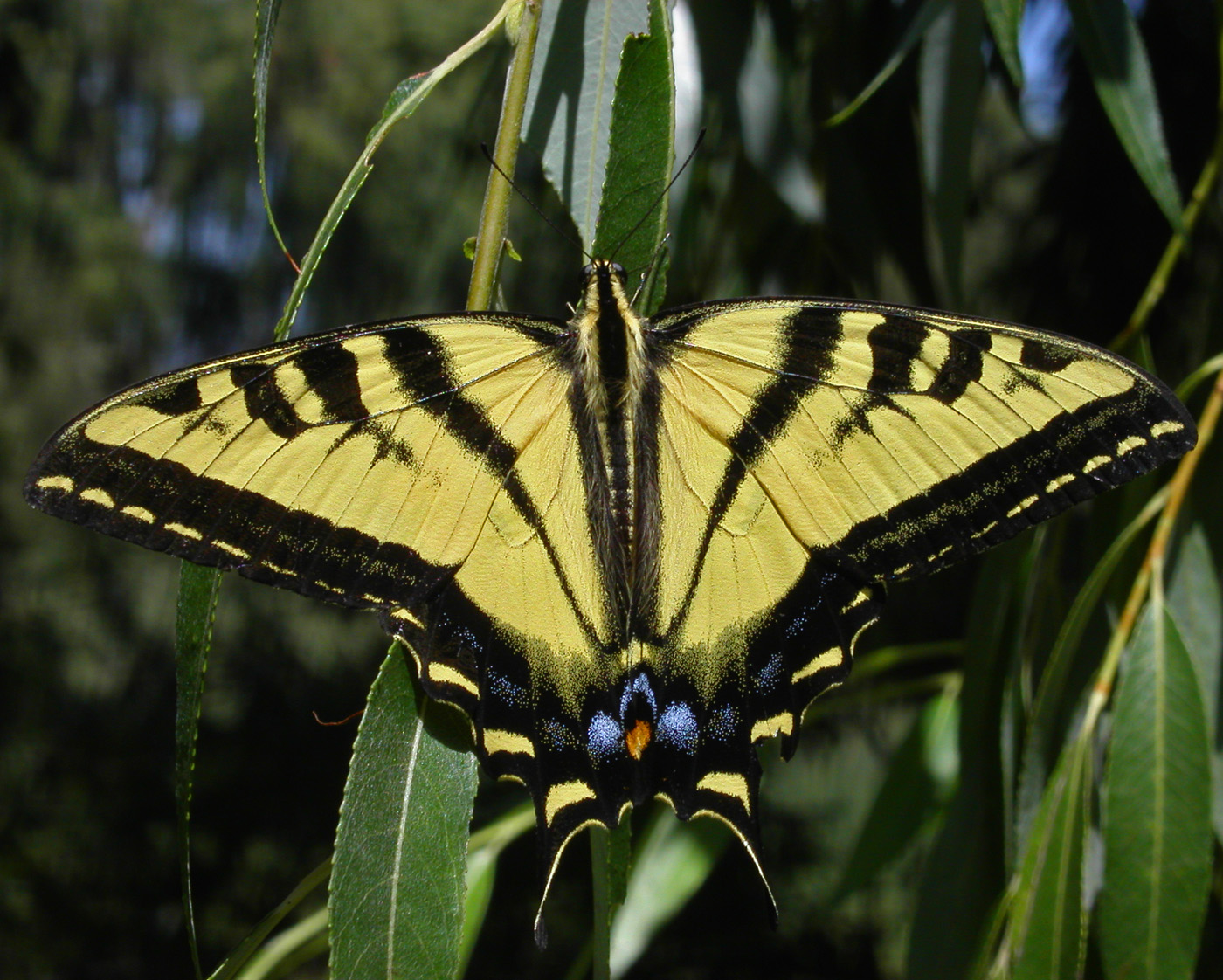 butterfly