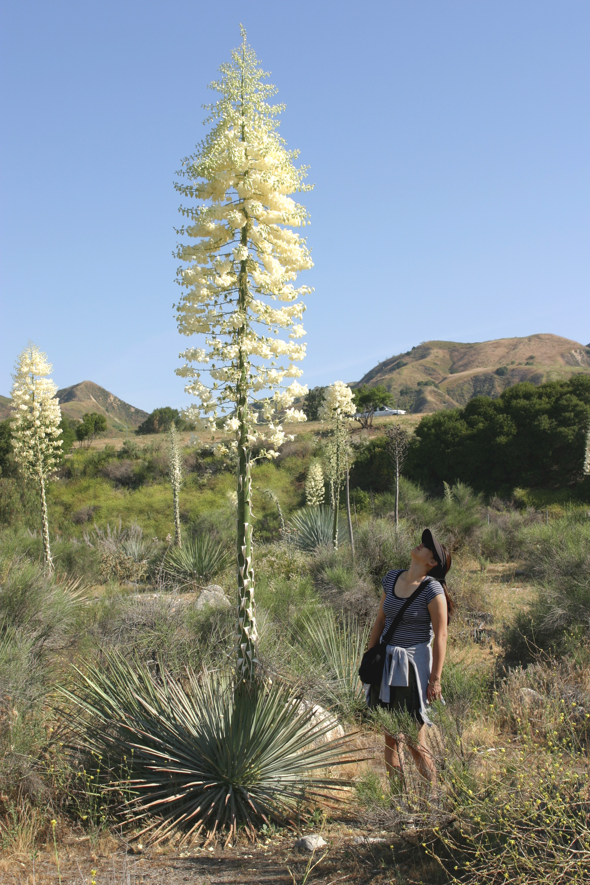 yucca