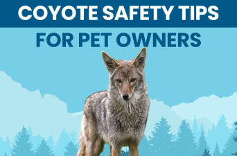 Coyote Conflicts Solutions
