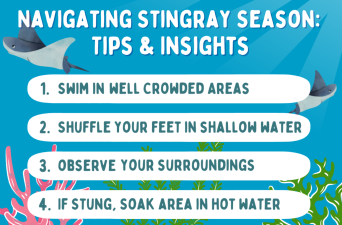 Stingray tips